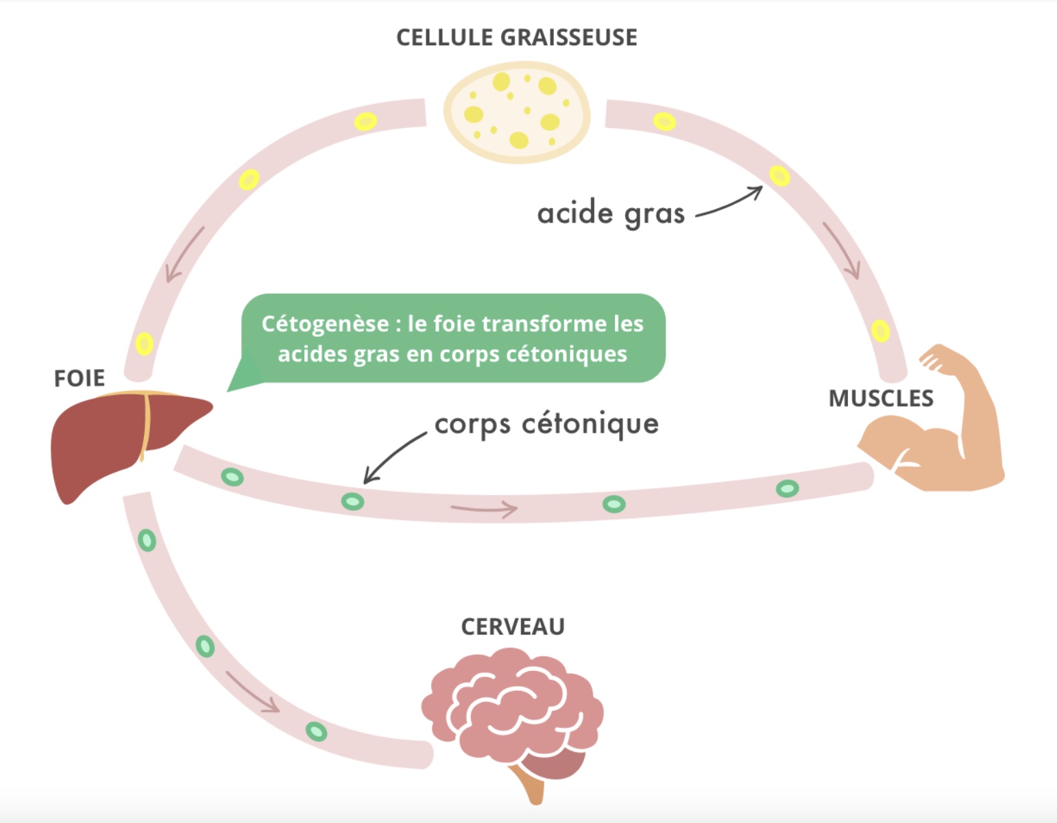 Cétogénèse